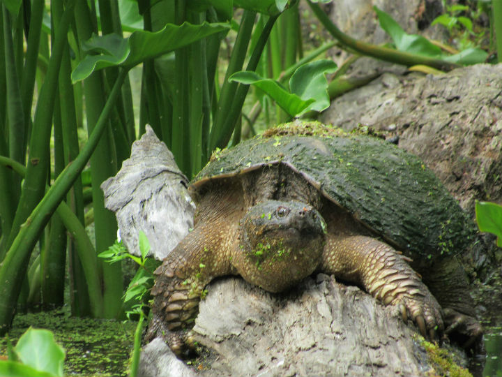 Common Snapping Turtle